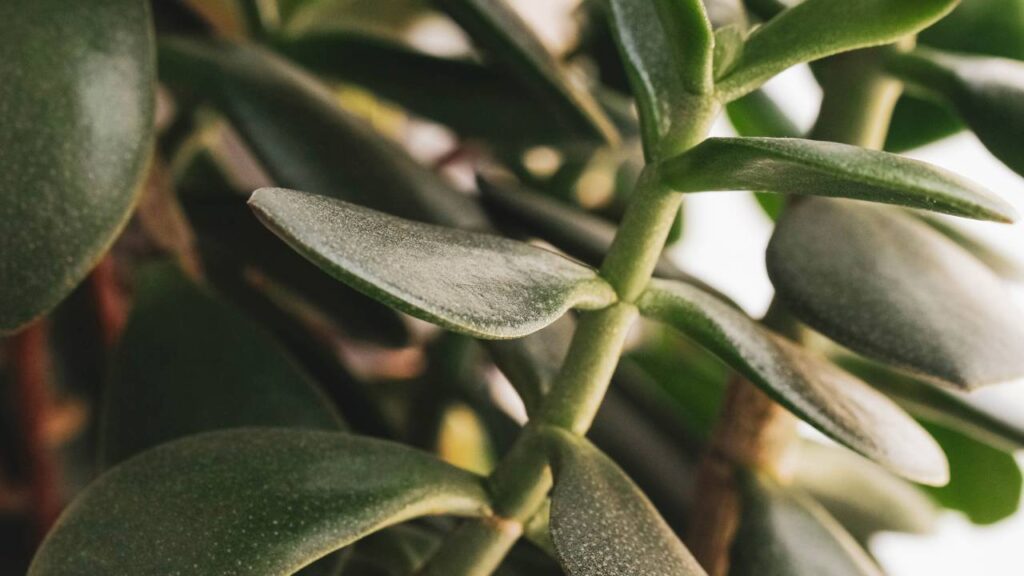 Sua árvore de jade nunca mais vai murchar com esse truque simples e rápido