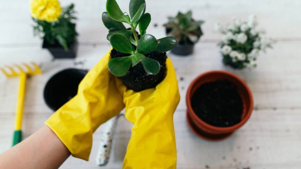 Sua árvore de jade nunca mais vai murchar com esse truque simples e rápido