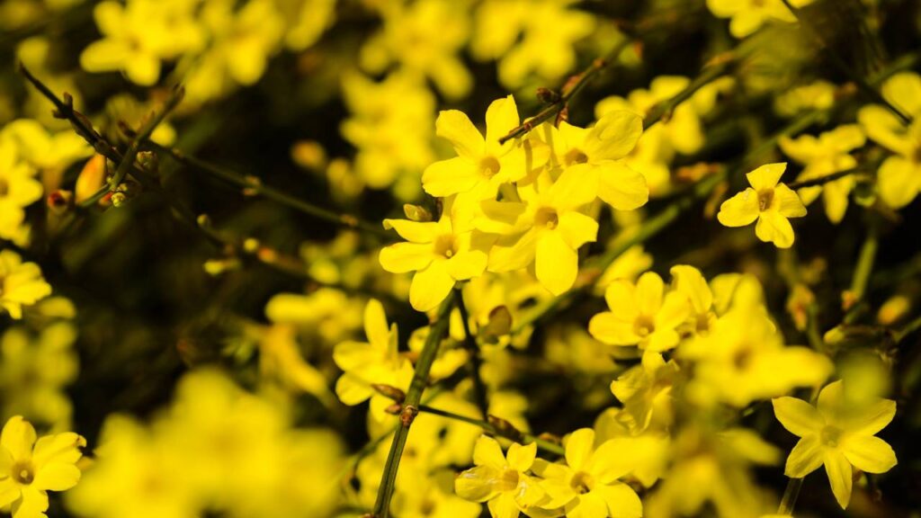 As 4 plantas perfeitas para fazer cerca viva e ganhar privacidade