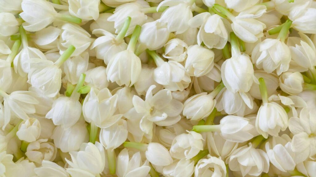 Ferva pétalas de jasmim com açúcar e transforme o aroma da sua casa