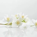 Essa ideia simples salvou minha muda de jasmim e pode salvar a sua também