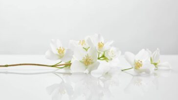 Essa ideia simples salvou minha muda de jasmim e pode salvar a sua também