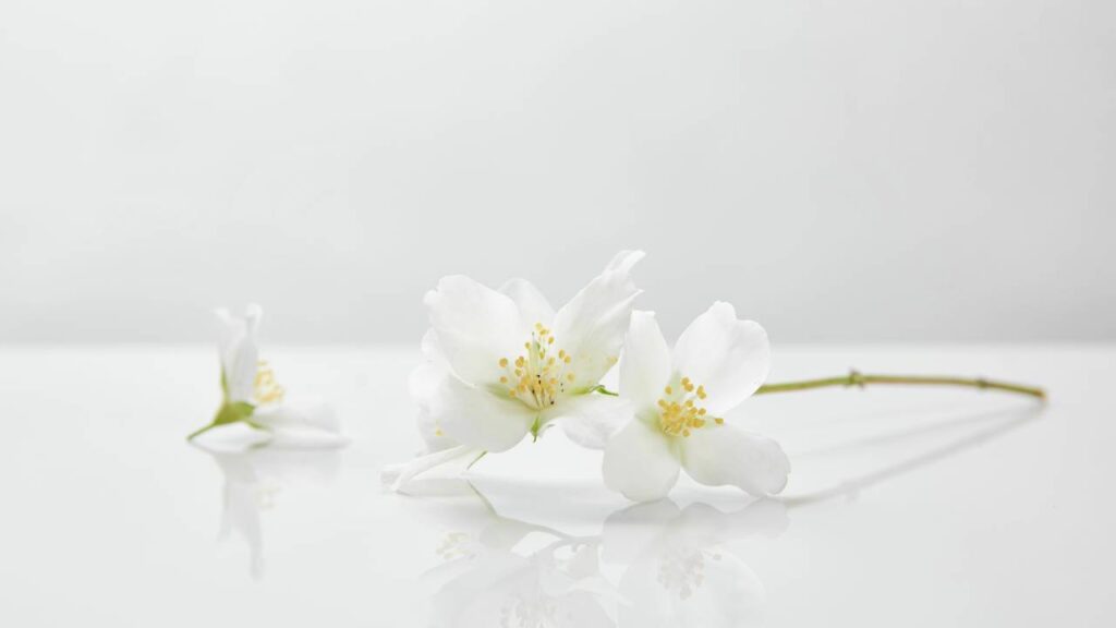 Essa ideia simples salvou minha muda de jasmim e pode salvar a sua também