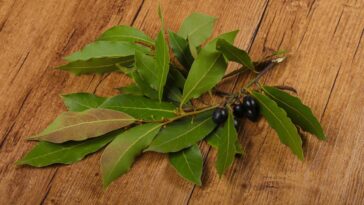 O costume da minha vó que voltou com tudo para proteger lares em 2025