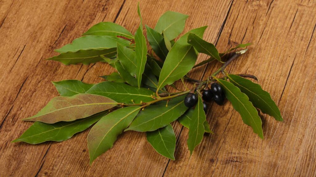 O repelente natural mais barato que funciona contra baratas rapidamente