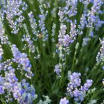 Transformei minha casa num refúgio de paz com uma única planta famosa no Feng Shui