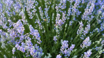 Transformei minha casa num refúgio de paz com uma única planta famosa no Feng Shui