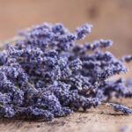 Essa receita com lavanda virou febre contra baratas nas redes sociais