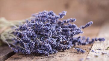 Essa receita com lavanda virou febre contra baratas nas redes sociais