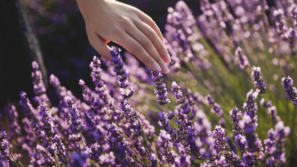 5 cuidados essenciais para cultivar lavanda com sucesso em casa