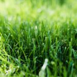 O segredo dos jardins perfeitos está nessas práticas que pouca gente segue