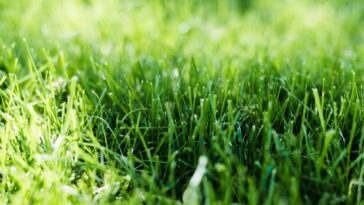 O segredo dos jardins perfeitos está nessas práticas que pouca gente segue