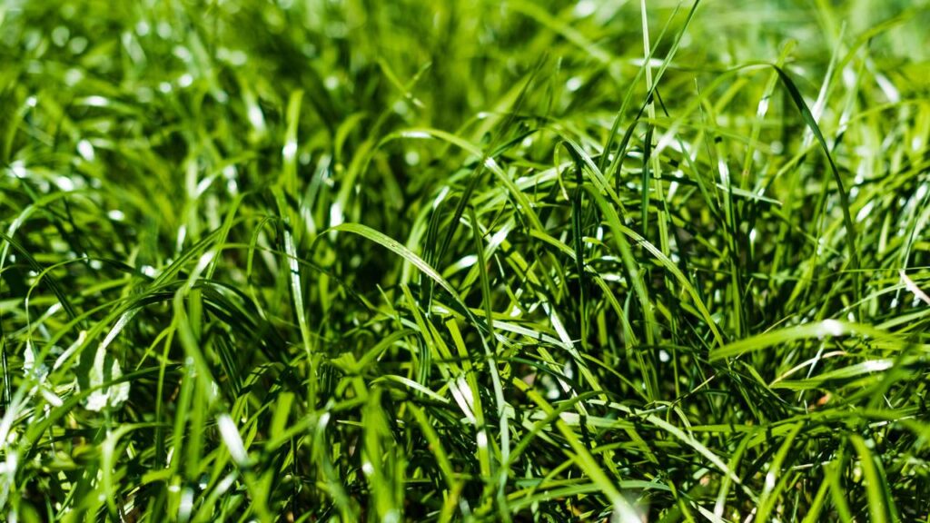 O segredo dos jardins perfeitos está nessas práticas que pouca gente segue