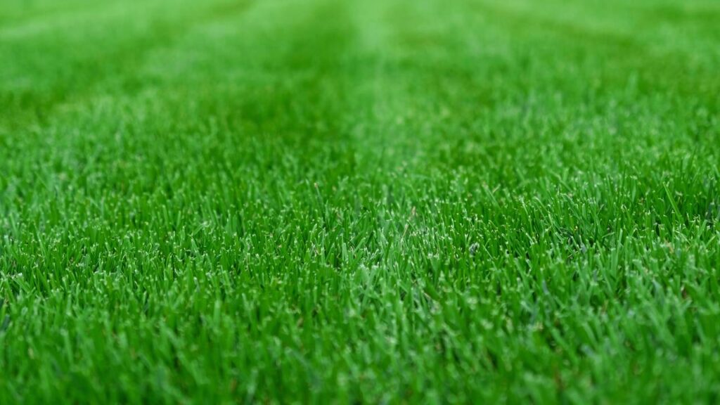 O segredo dos jardins perfeitos está nessas práticas que pouca gente segue