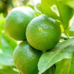 Cultivadores experientes estão mudando a irrigação na primavera por este motivo