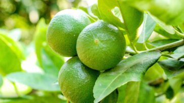 Cultivadores experientes estão mudando a irrigação na primavera por este motivo