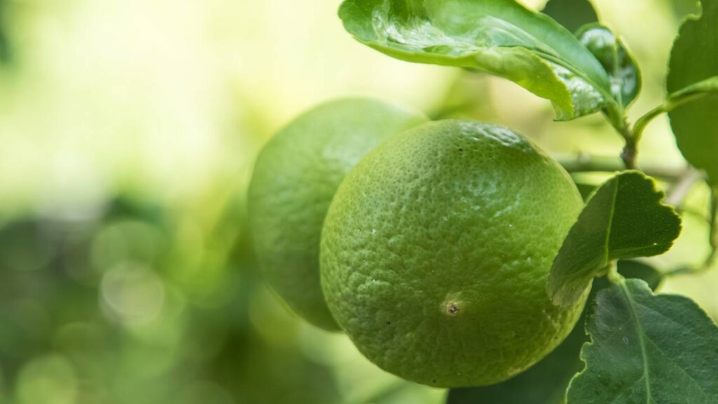 Cultivadores experientes estão mudando a irrigação na primavera por este motivo