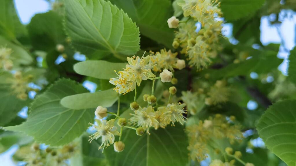 Cultivadores experientes estão mudando a irrigação na primavera por este motivo