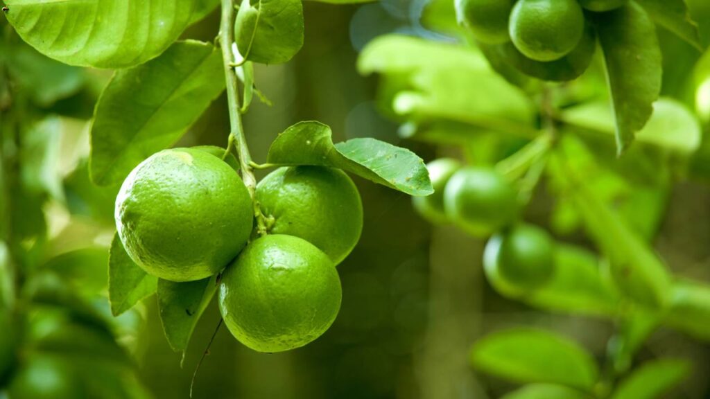 Poucos conhecem o poder do papel alumínio no cultivo do limoeiro