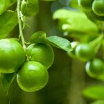 O segredo da cozinha que evita que seu limão estrague em poucos dias