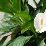 Essa planta virou a favorita de quem quer bem-estar e praticidade