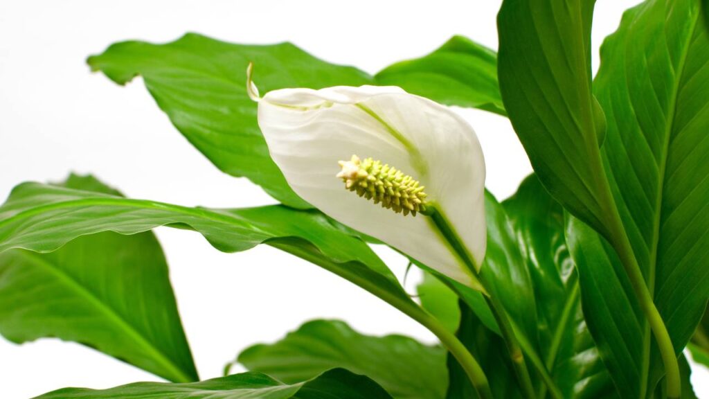 Essa planta virou a favorita de quem quer bem-estar e praticidade