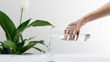 Cada vez mais casas estão usando essa planta contra mofo e ar seco