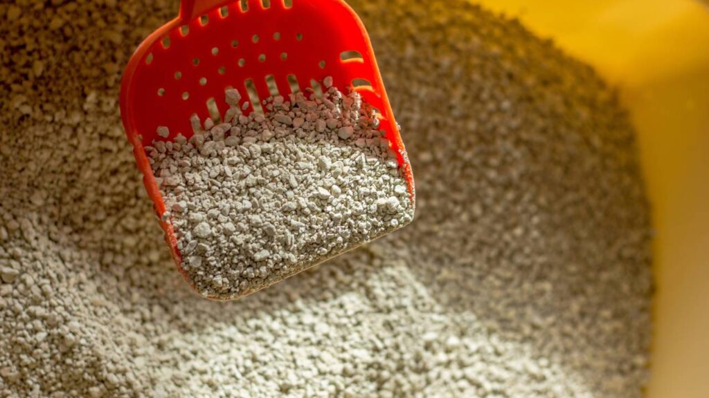 Borrifei vinagre na caixa de areia do meu gato e o resultado me surpreendeu