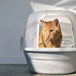 Borrifei vinagre na caixa de areia do meu gato e o resultado me surpreendeu