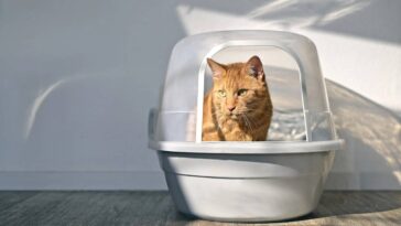 Borrifei vinagre na caixa de areia do meu gato e o resultado me surpreendeu