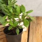 O ritual de proteção mais acessível e simbólico que usei para renovar as energias do lar