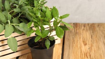 Essa folha simples na mesa pode mudar a energia da sua casa em poucos dias