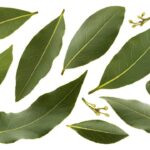 Aprenda por que o louro no quarto é o amuleto natural que protege e traz paz ao ambiente