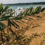 O tempero mais poderoso contra baratas está na sua cozinha