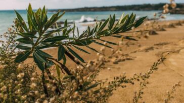 O tempero mais poderoso contra baratas está na sua cozinha
