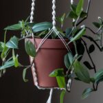 Suporte de crochê para plantas que valoriza a decoração com charme
