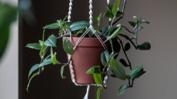 Suporte de crochê para plantas que valoriza a decoração com charme
