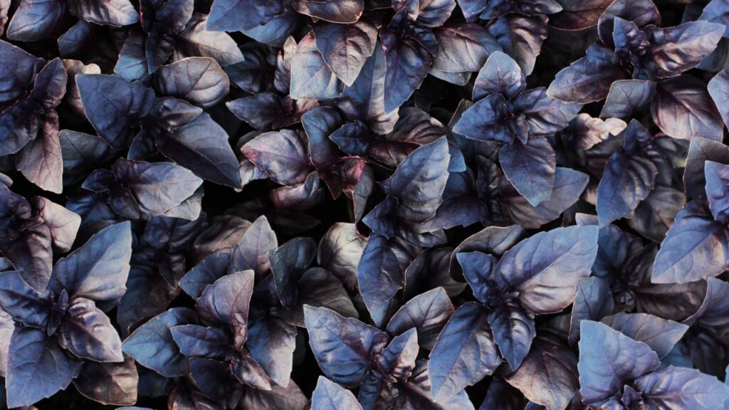 Deixe sua casa mais saudável e protegida com manjericão roxo