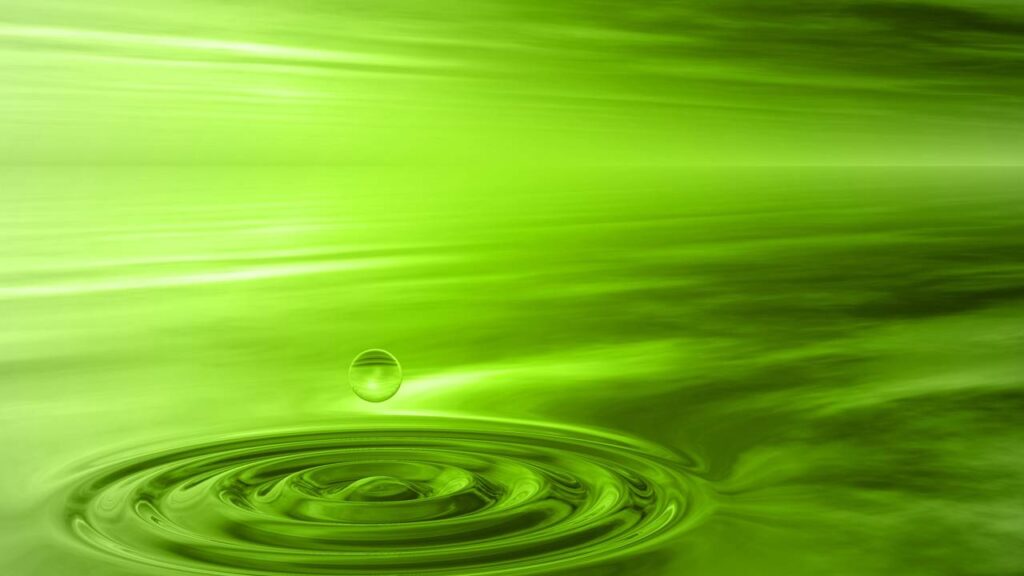 Bater manjericão com água, um repelente natural eficiente para proteger seu jardim