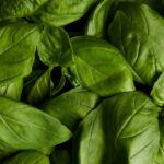 Bater manjericão com água, um repelente natural eficiente para proteger seu jardim