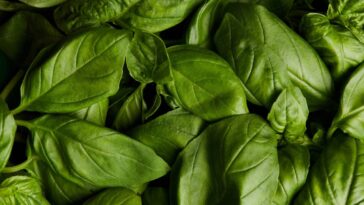 Bater manjericão com água, um repelente natural eficiente para proteger seu jardim