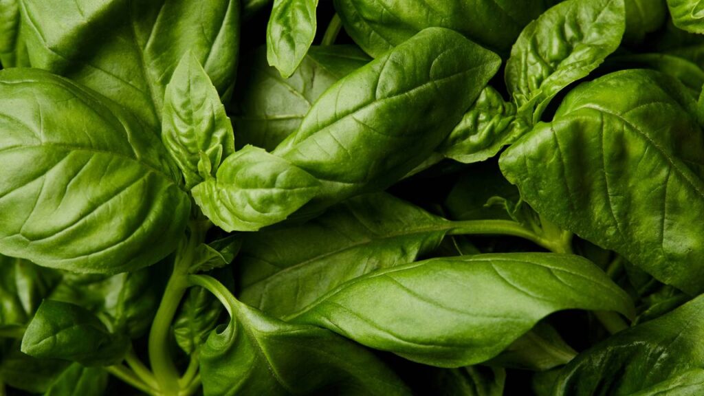 Transforme sua casa com plantas que perfumam e afastam insetos naturalmente