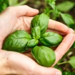 O truque natural que espanta os mosquitinhos da luz sem usar veneno