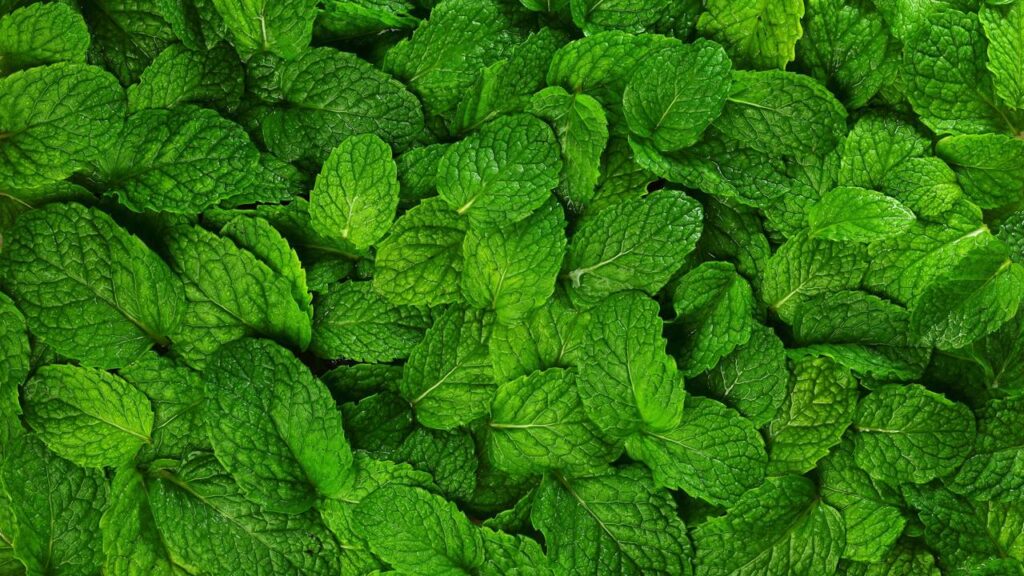 O truque natural mais amado para tirar mau cheiro e renovar o ambiente