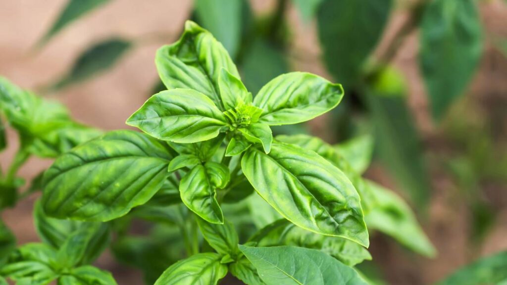 Essa dica com plantas está viralizando entre quem quer evitar ratos