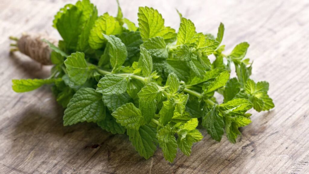 A planta que está ajudando brasileiros a destravar a vida financeira em casa com feng shui