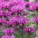 A flor que vira febre nos jardins brasileiros e promete afastar até os carrapatos - Créditos: depositphotos.com / YK1500