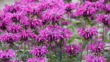 A flor que vira febre nos jardins brasileiros e promete afastar até os carrapatos - Créditos: depositphotos.com / YK1500