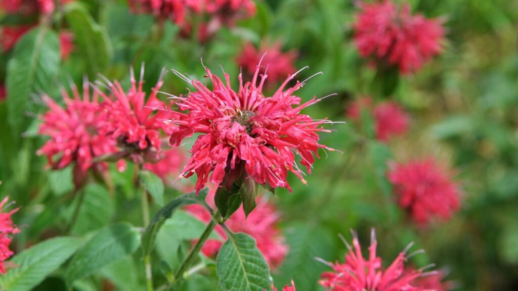 Monarda a flor poderosa que muita gente não conhece e transforma o quintal num paraíso - Créditos: depositphotos.com / orestligetka.ukr.net