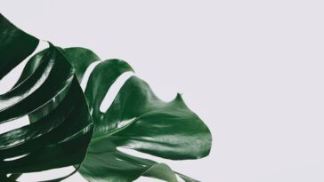 As melhores plantas para decorar o interior da casa em 2025 sem complicações